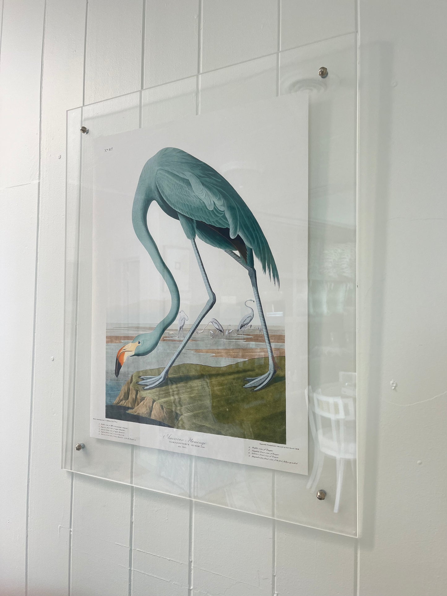 Blue Flamingo Bird Art