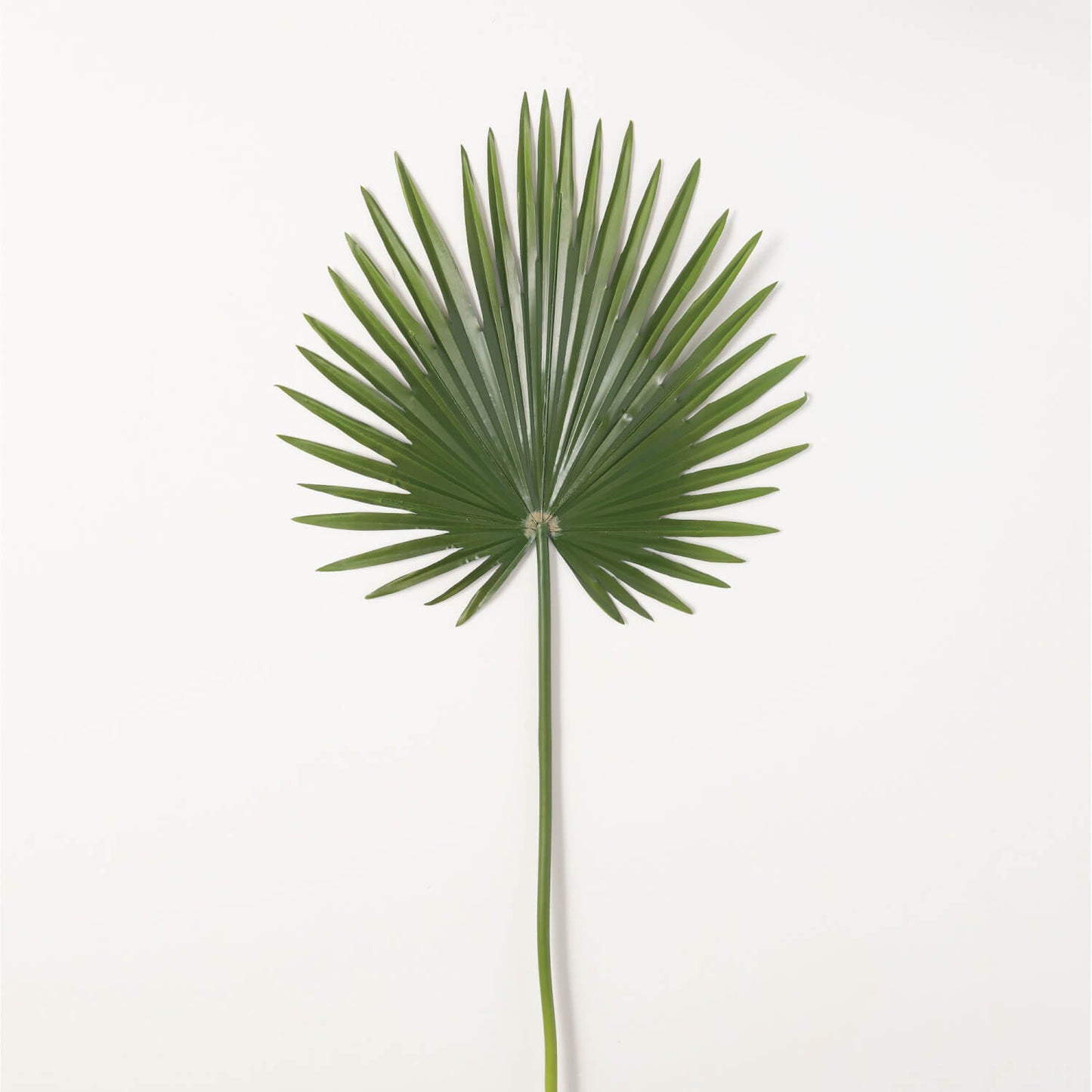 Palm Frond