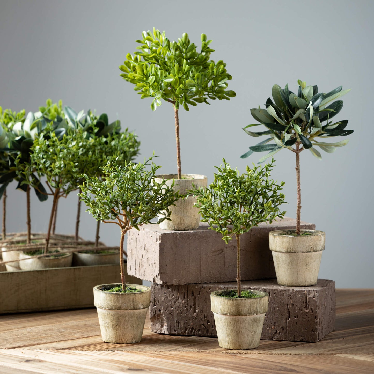 Mini Potted Topiaries