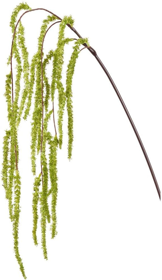 Amaranthus Hanging Branch