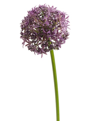 Allium Lavendar Spray