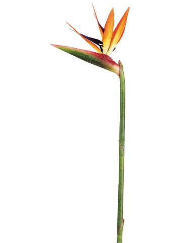 Birds of Paradise Floral Stem