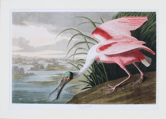 Pink Spoonbill Drinking Water Art